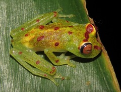 Boana cinerascens