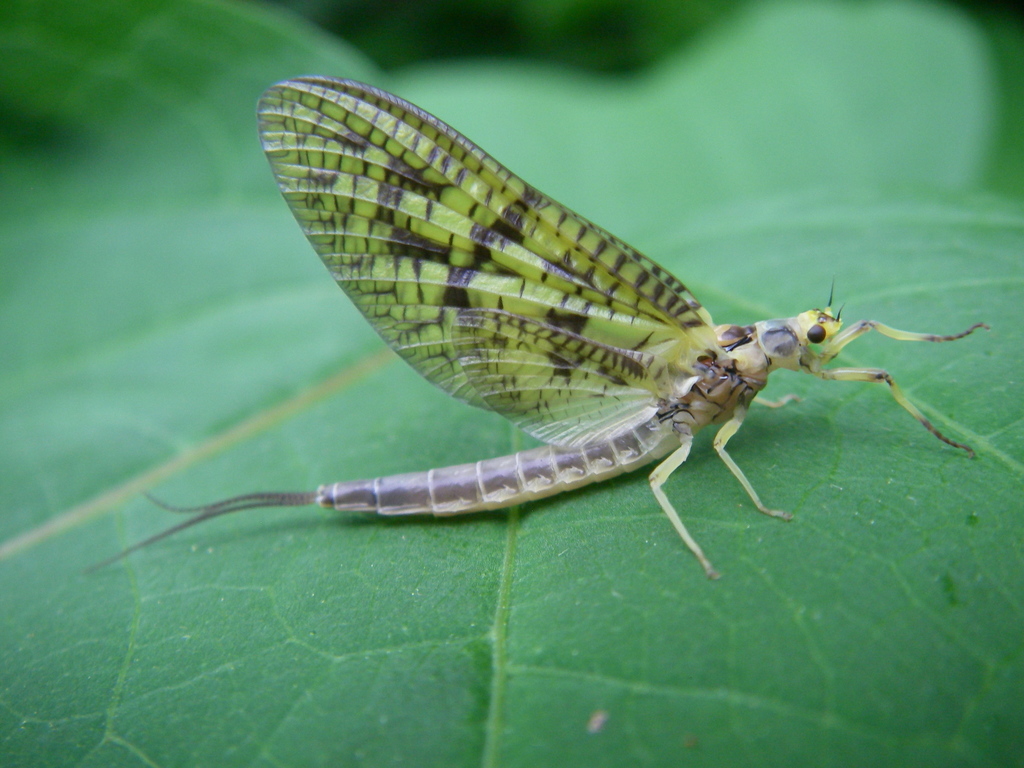 American Green Drake