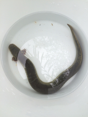 Siren intermedia