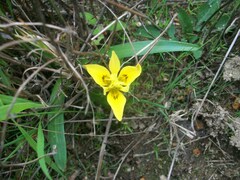 Moraea tricolor