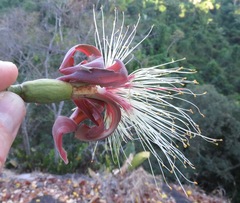 Bombax paraense