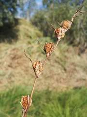 Gladiolus palustris