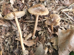 Inocybe subradiata