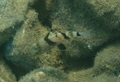 Apogonichthyoides pharaonis