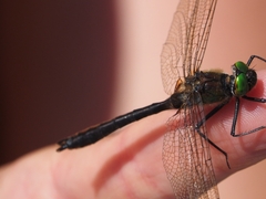 Somatochlora flavomaculata