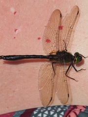 Somatochlora flavomaculata