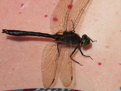 Somatochlora flavomaculata