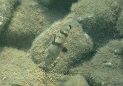 Apogonichthyoides pharaonis