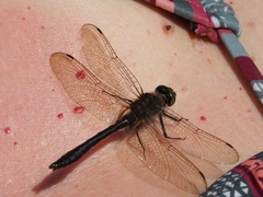 Somatochlora flavomaculata