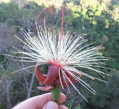 Bombax paraense