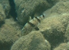 Apogonichthyoides pharaonis