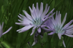 Cicerbita macrophylla uralensis