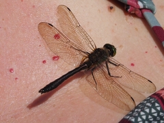 Somatochlora flavomaculata