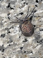 Lycorma delicatula