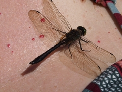 Somatochlora flavomaculata