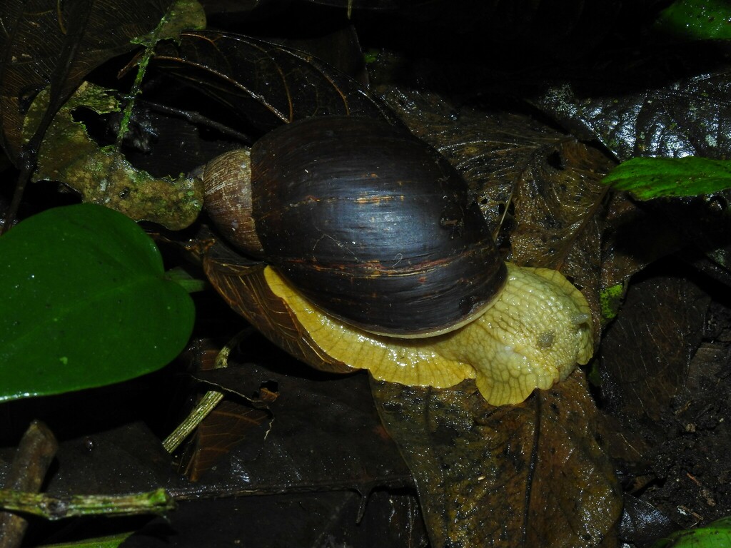 Amphibulimidae