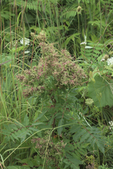 Eriophyes rhoinus