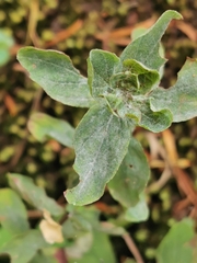 Erysiphe hyperici
