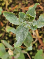 Erysiphe hyperici
