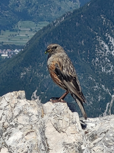 Acentor alpino (Prunella collaris)