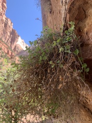 Perityle tenella
