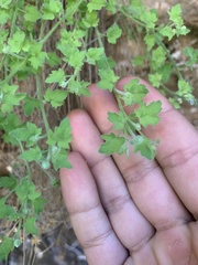 Perityle tenella