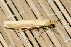 Eilema palliatella