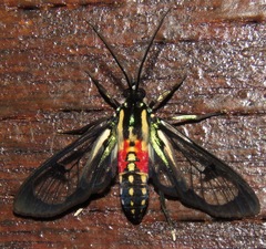 Poecilosoma eone