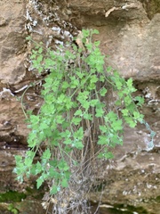 Perityle tenella