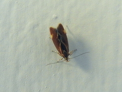 Metalampra