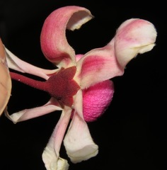 Couratari guianensis