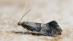 Tinagma perdicella