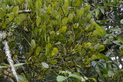 Phoradendron mucronatum