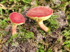 Phylloporus bellus