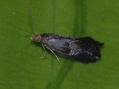 Tinagma perdicella