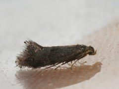 Tinagma perdicella
