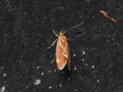 Metalampra
