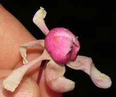 Couratari guianensis