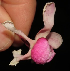 Couratari guianensis