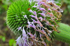 Chresta pacourinoides