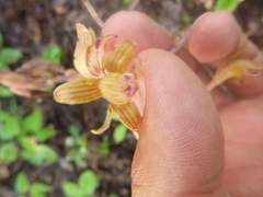 Bletia spicata