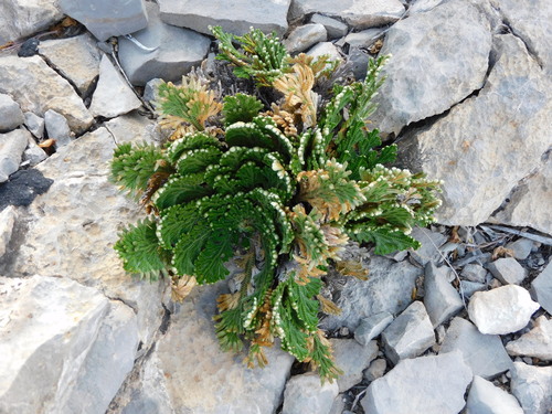 resurrection plant