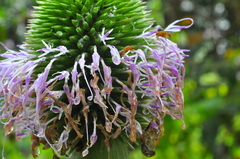 Chresta pacourinoides