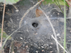 Agelena labyrinthica
