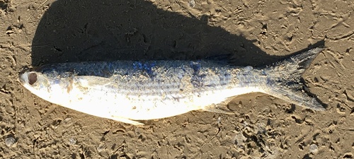 Lebranche mullet (Mugil liza) — Mugilidae — 2