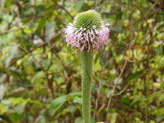 Chresta pacourinoides