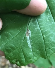 Caloptilia superbifrontella