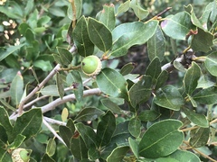 Quercus vacciniifolia