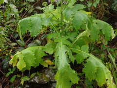 Chresta pacourinoides