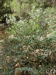 Peteria thompsoniae